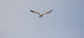 White tailed eagle - image #289395 gratis